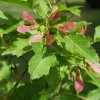Acer ginnala - Ginnala vaher C5/5L